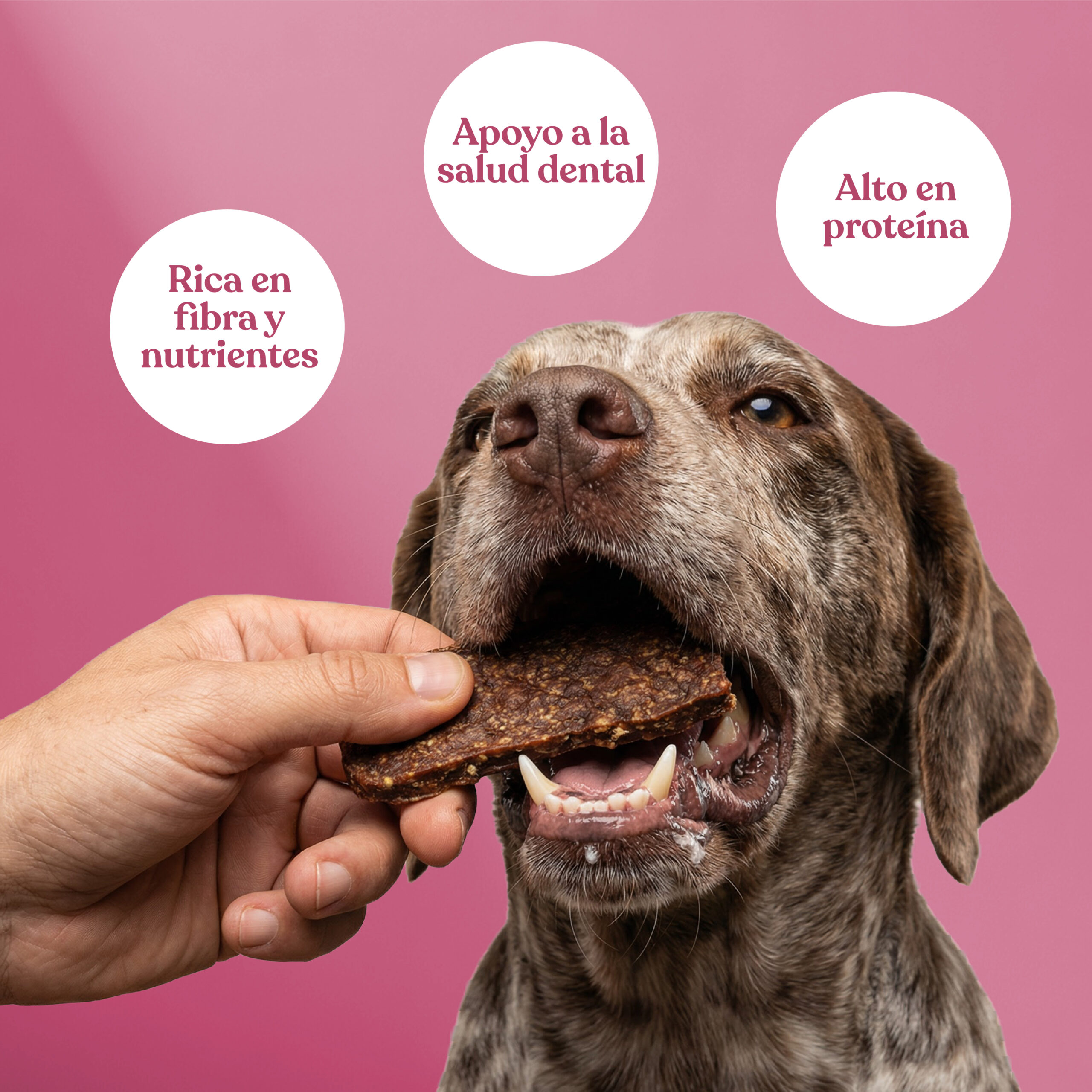 Beneficios filetes cerdo zanahoria scaled