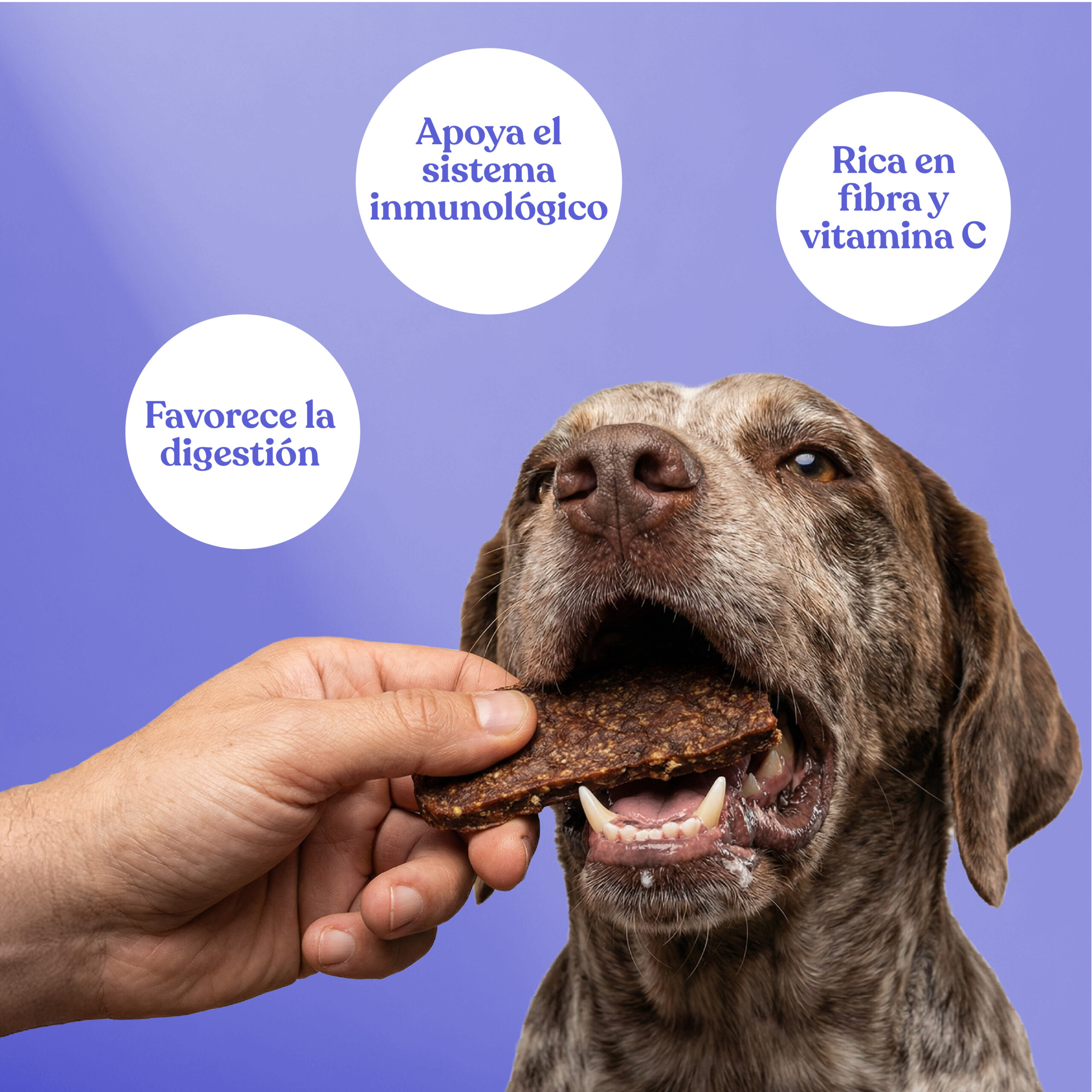 Beneficios filetes conejo naranja scaled