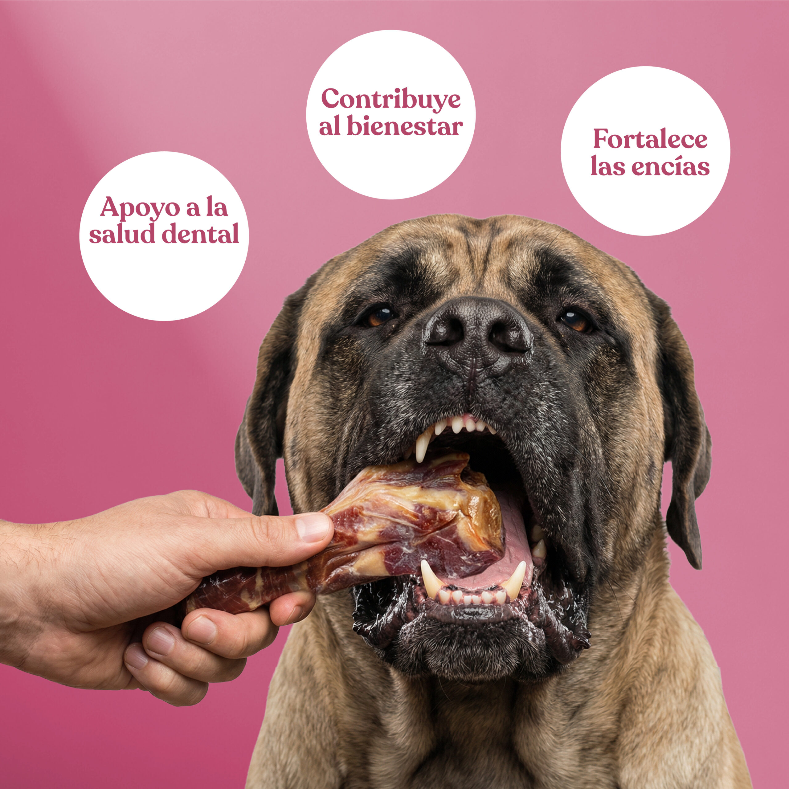 Beneficios medioshueso jamon con jamon 1 scaled