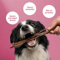 Beneficios-nervio-cerdo Beneficios nervio cerdo