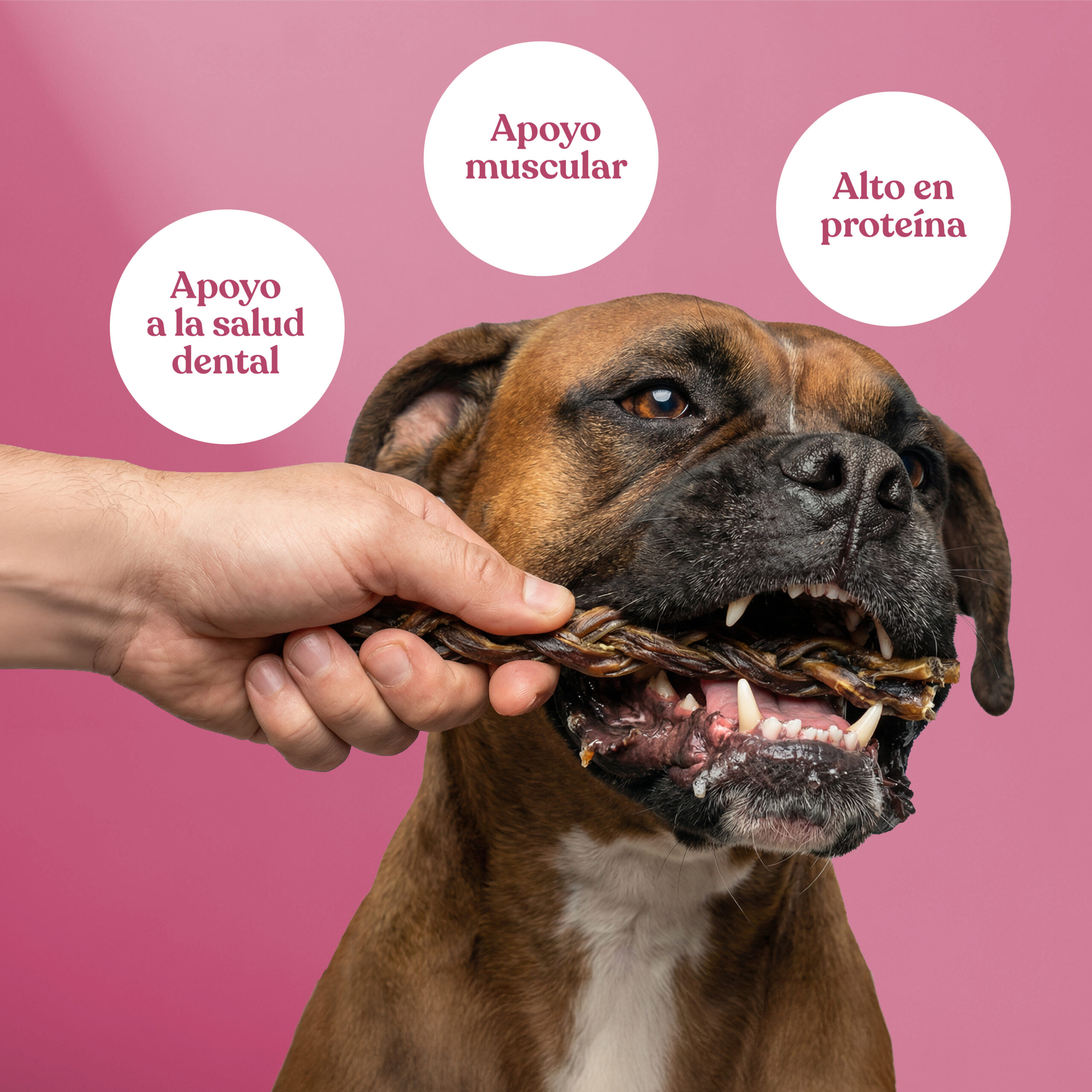 Beneficios nervio cerdo trenzado scaled