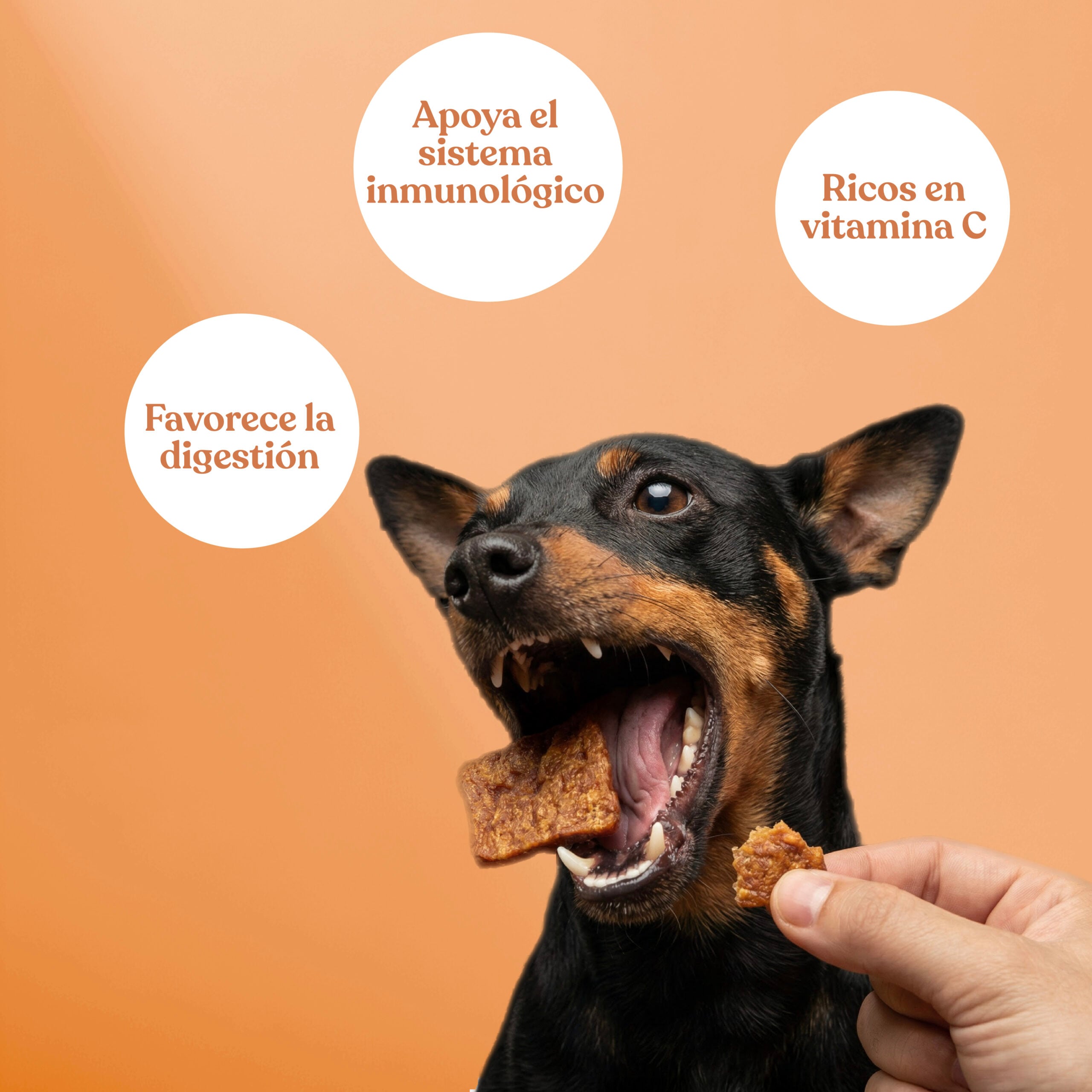 Beneficios nugget pato naranja scaled