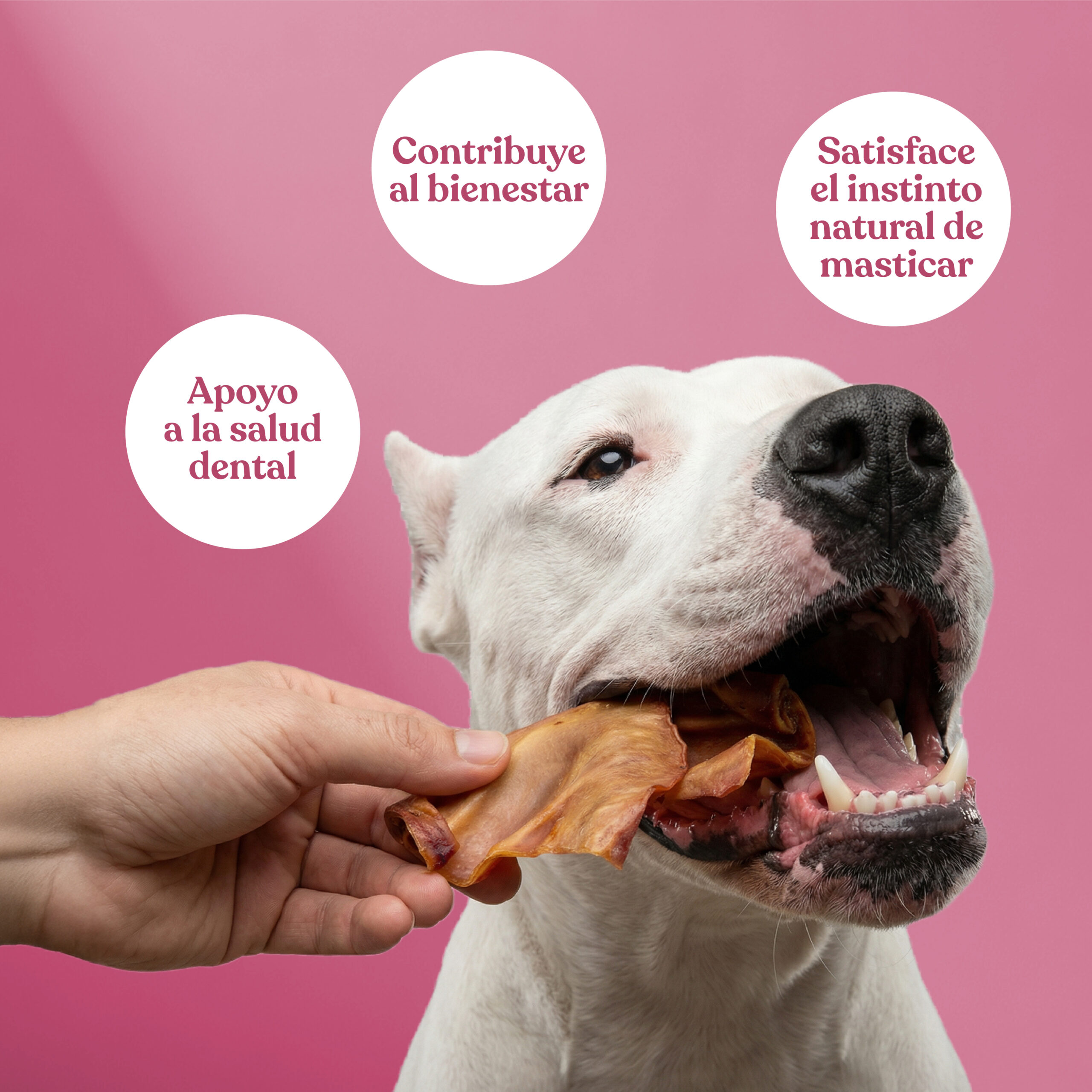 Beneficios orejas cerdo scaled