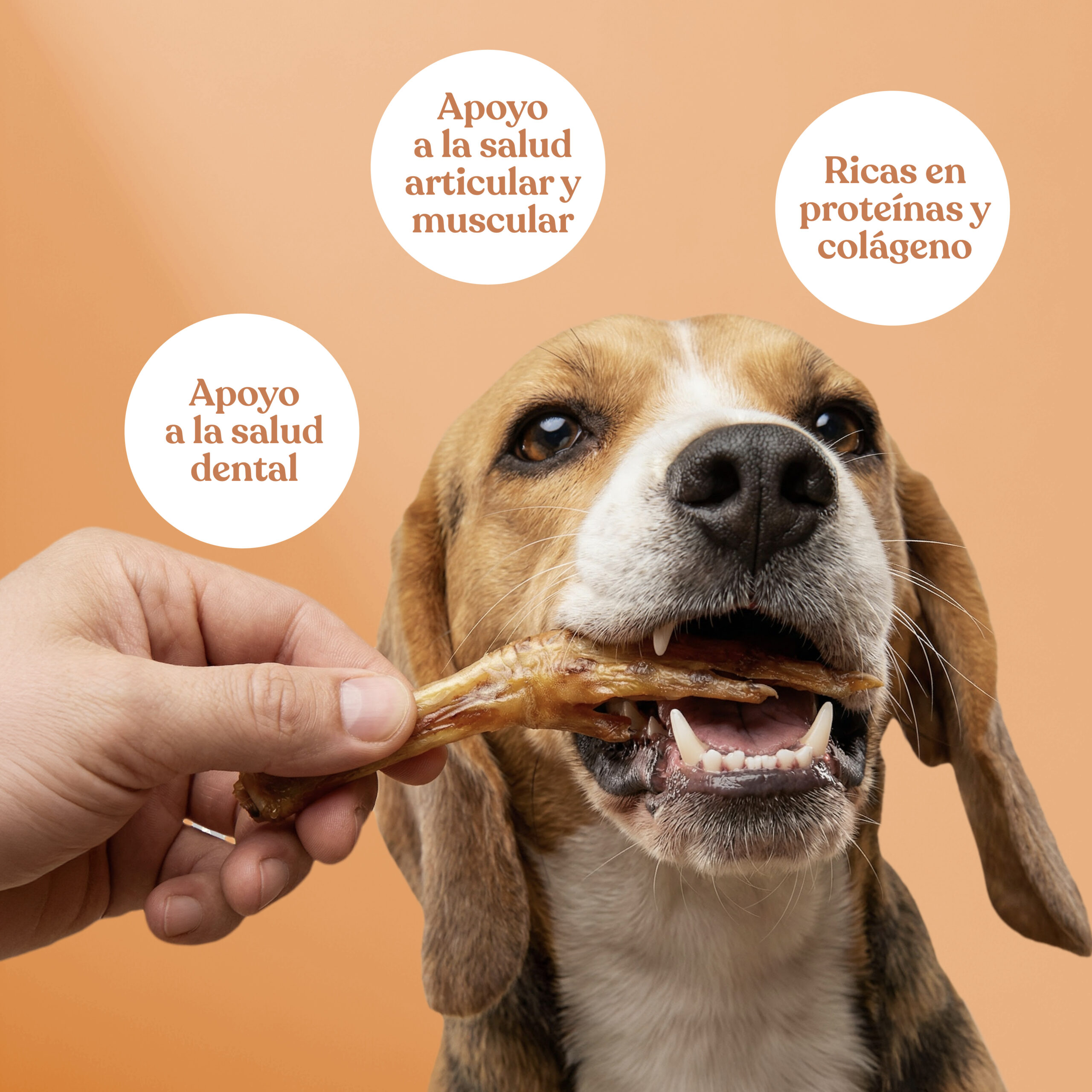 Beneficios patas pato scaled