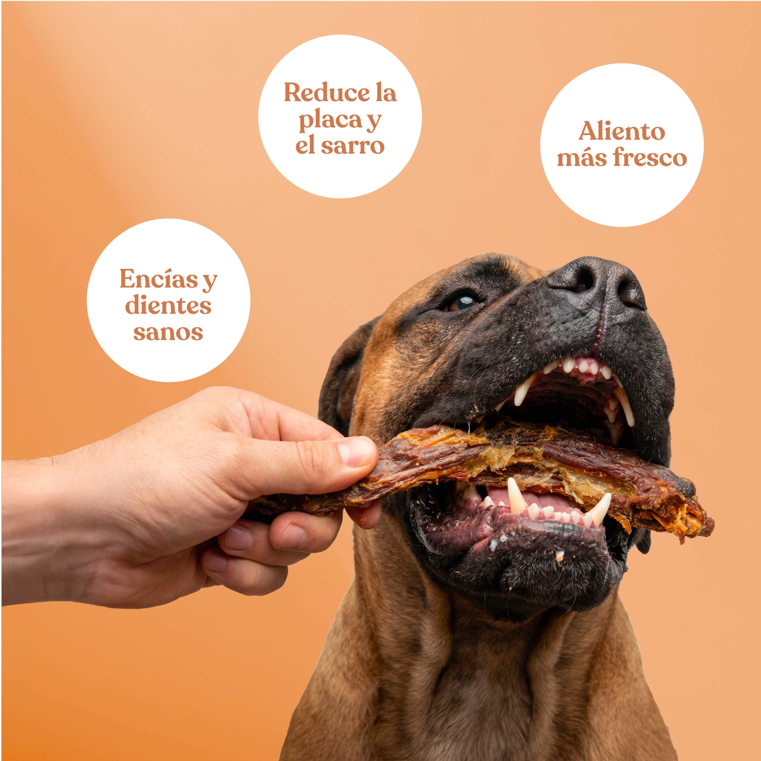 Cuellos de Pato 1 1 scaled