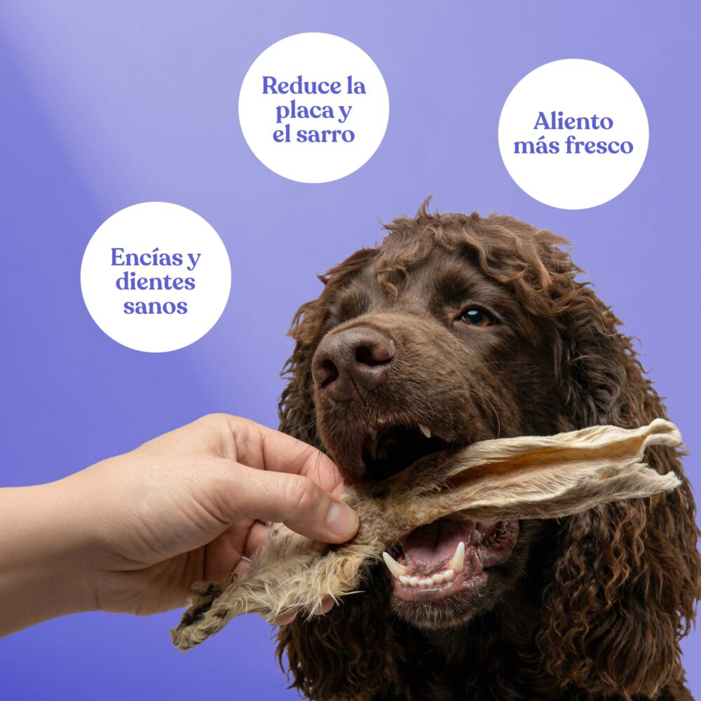 Orejas-conejo-con-pelo Orejas conejo con pelo scaled