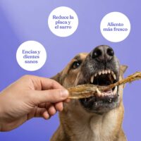 Orejas conejo sin pelo scaled