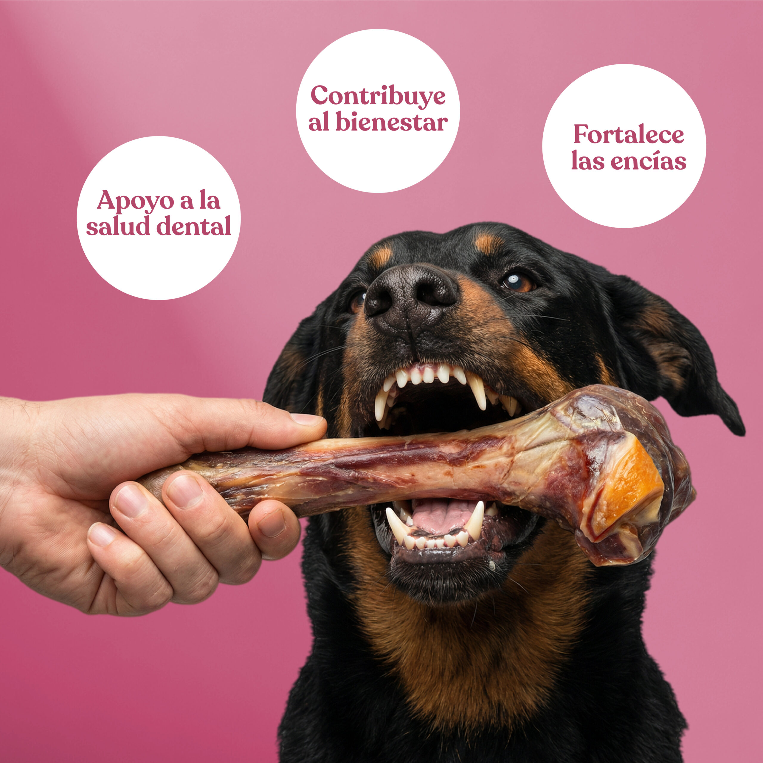 Beneficios-hueso-jamon Beneficios hueso jamon scaled