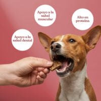 Beneficios daditos ternera