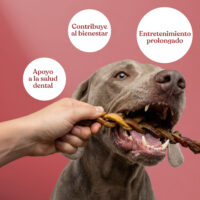 Beneficios nervio toro trenzado