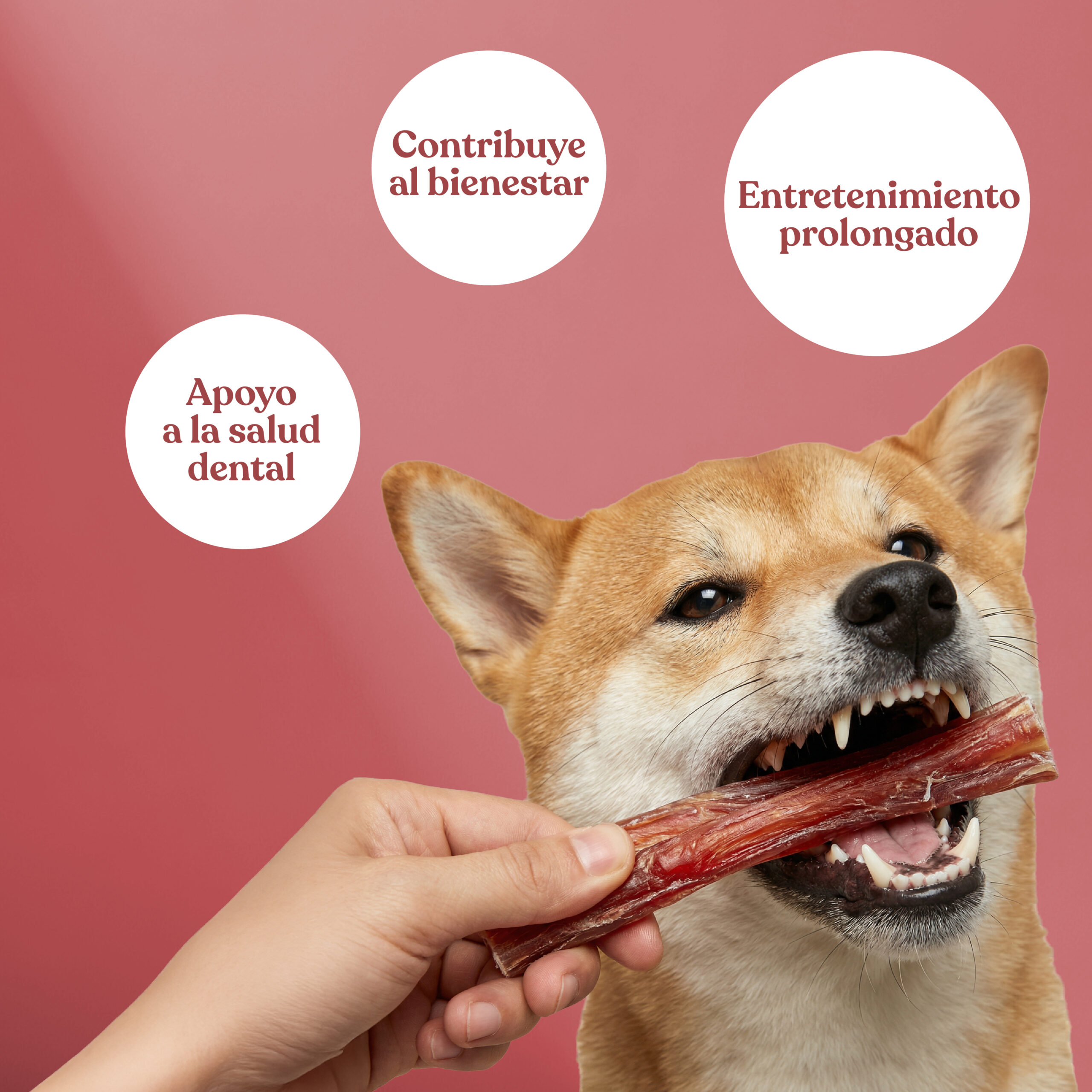 Beneficios nervios toro 1 scaled