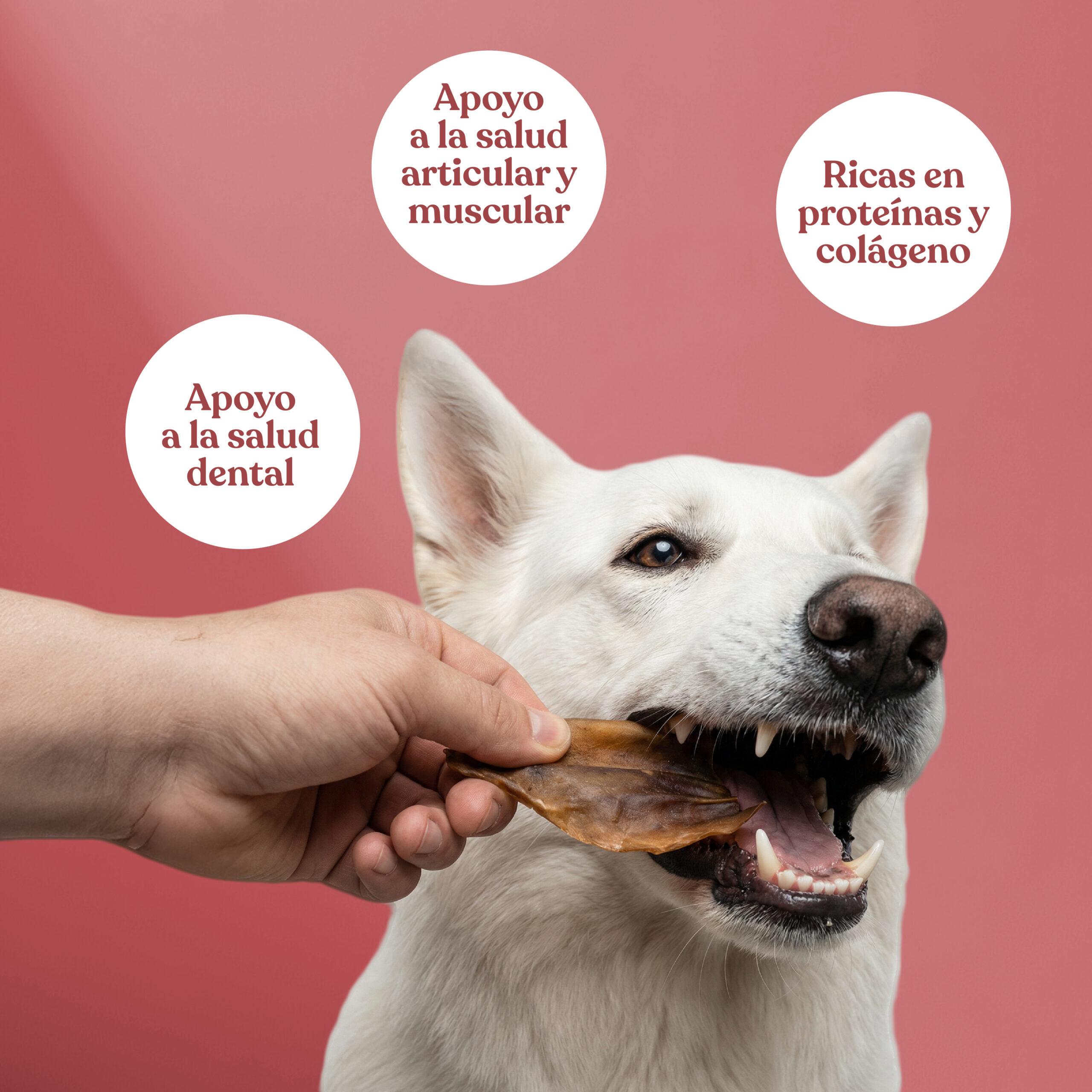 Beneficios oreja ternera sin pelo 1 scaled