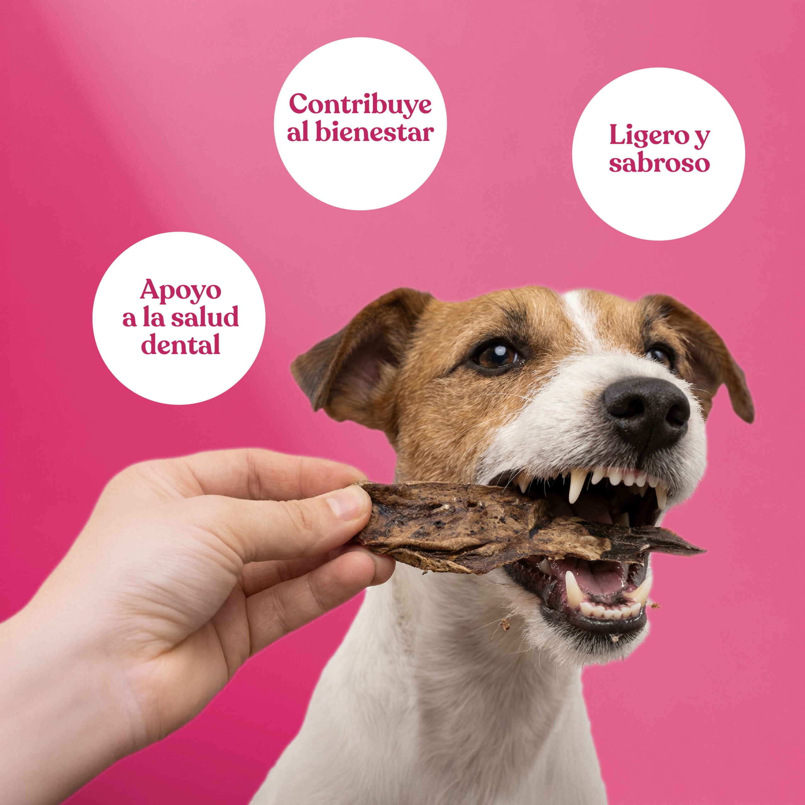 Beneficios-pulmon-cordero Beneficios pulmon cordero scaled