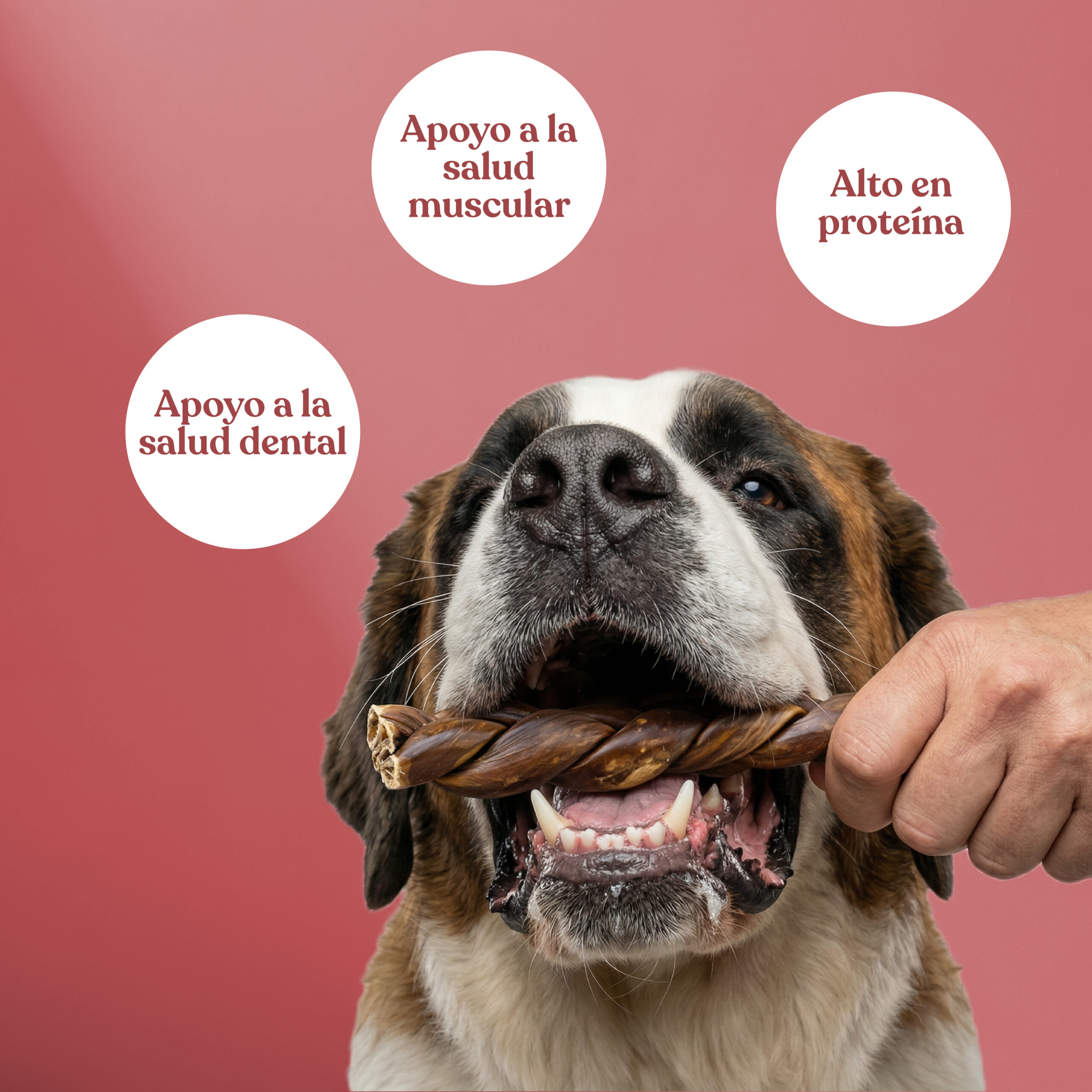 Beneficios tiras esofago ternera trenzado scaled