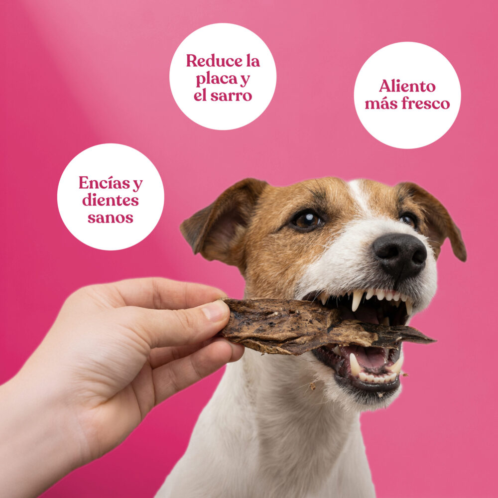 Pulmon-cordero Pulmon cordero scaled