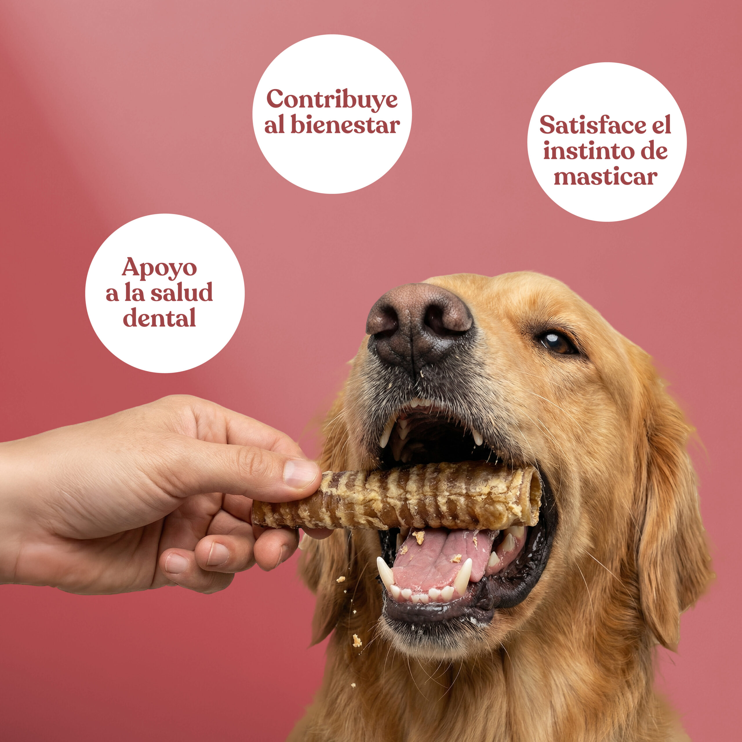 Beneficios traquea ternera scaled